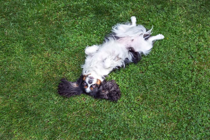 dog's stomach making noises as pup shows belly