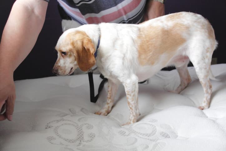 bed bug detections dogs