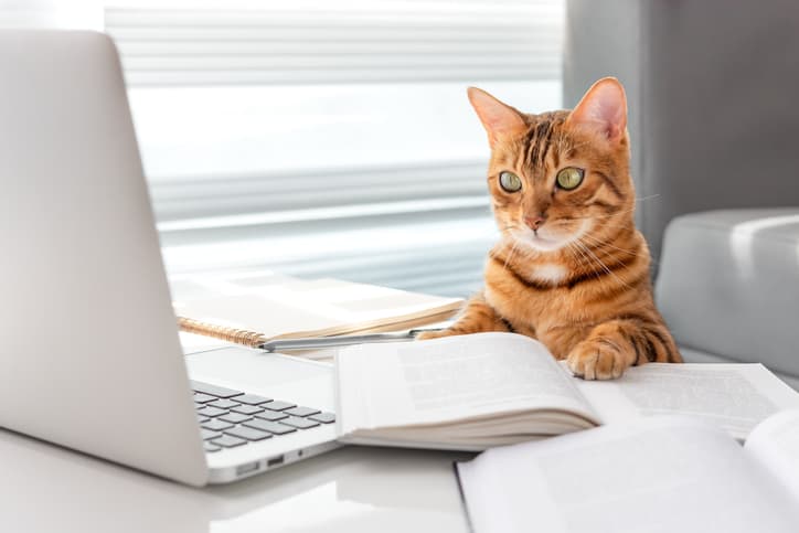 Cats are smart and worth knowing all about cat brains