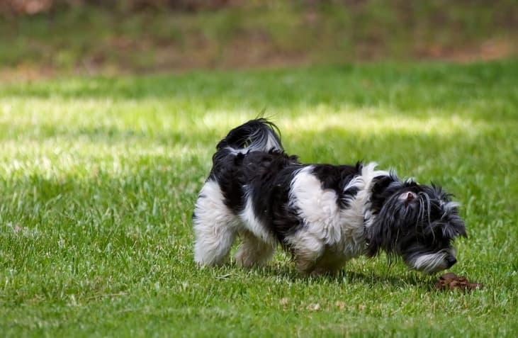 dog eating poop as dog smells feces