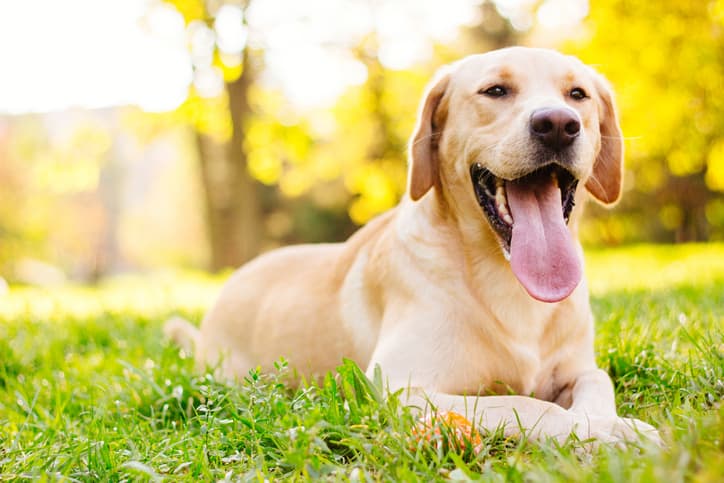 tick-borne diseases can affect any dog