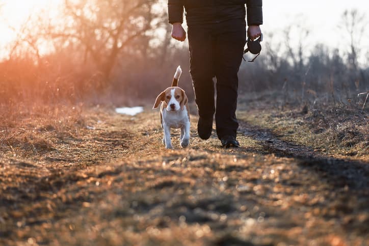 off-leash dog training