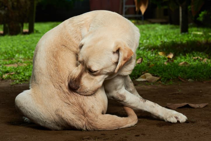 dermatitis in dogs as pup scratches a spot