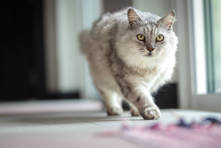 how do cats walk as feline traipses along