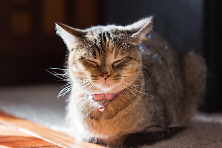 how to tell if a cat is in pain