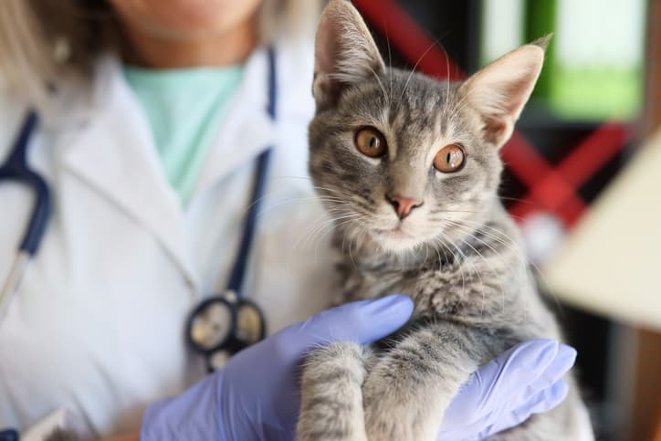 cat skin problems as feline visits the vet