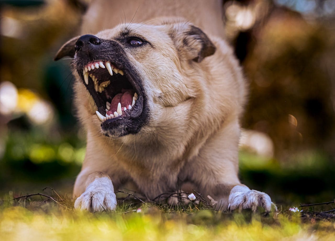 bad dog behavior as canine snarls