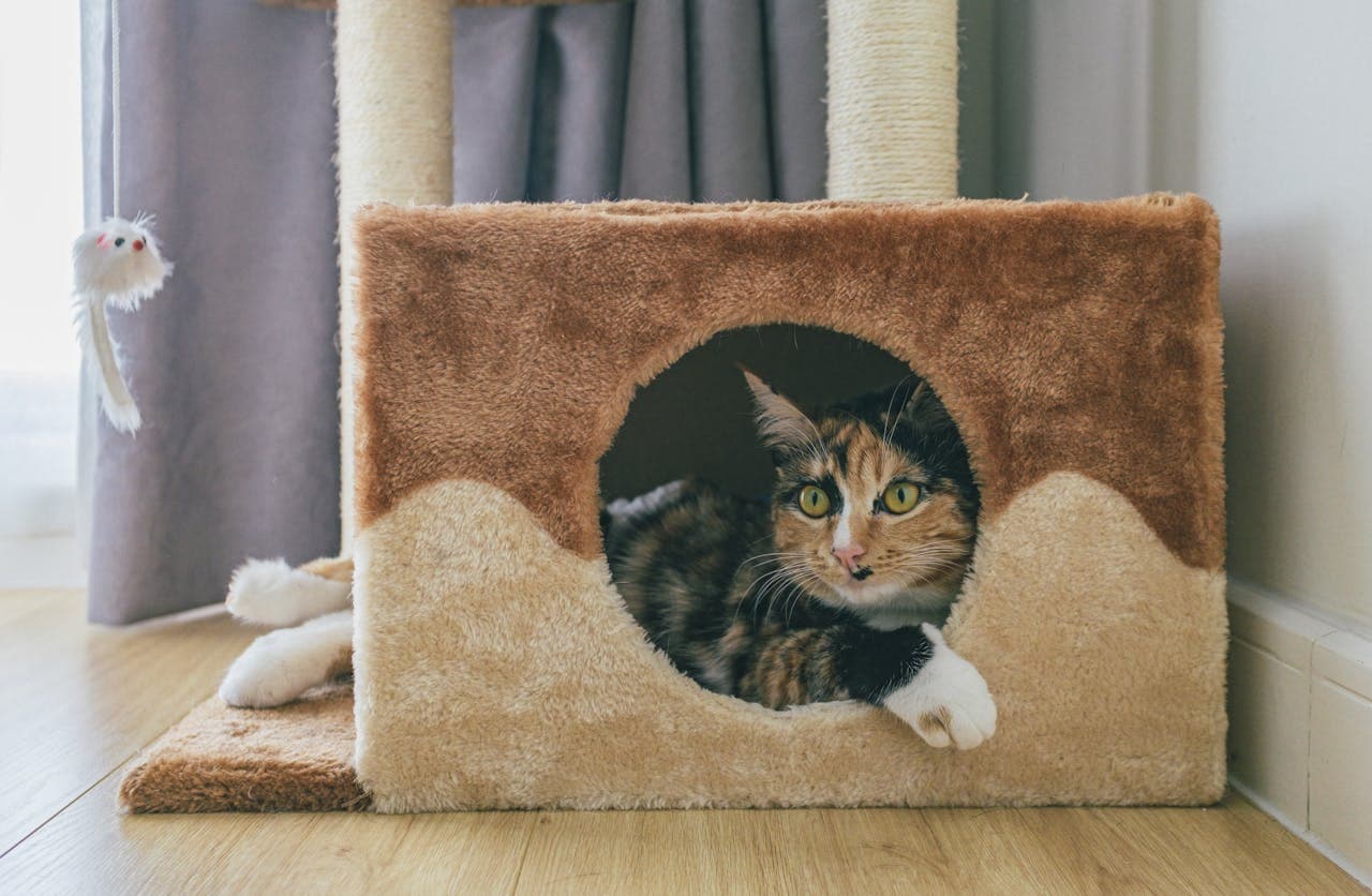cat is trying to escape kennel
