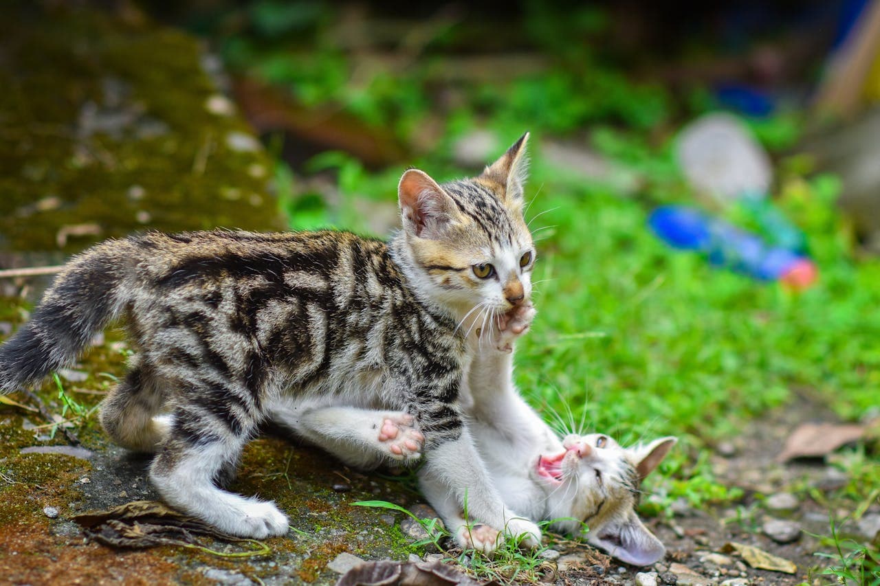 aggressive cat behavior of two cats