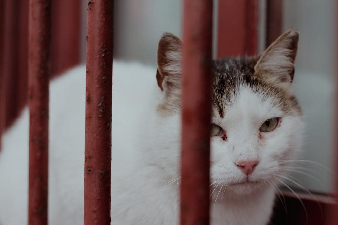 do cats mourn