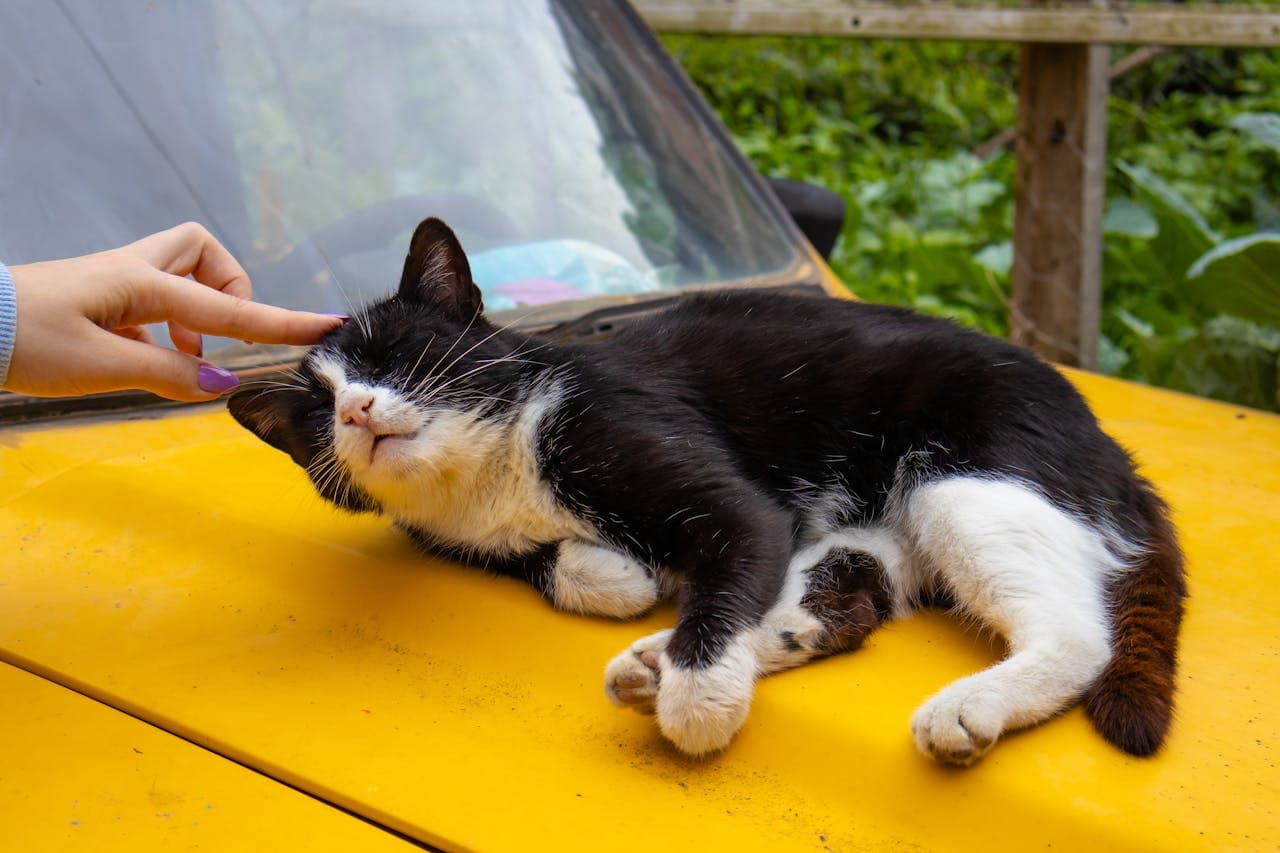 does my cat like me as woman pets cat's head