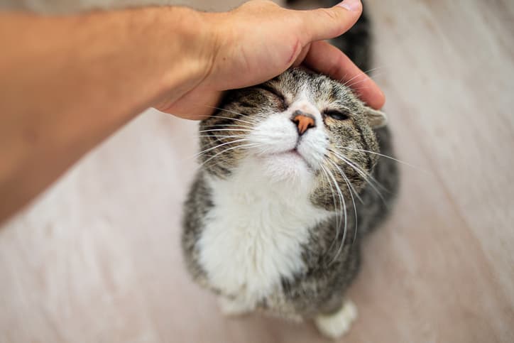 senior cat digestive problems as feline looks up