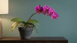 Orchids