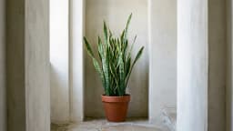 Snake plants