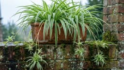 Spider plants