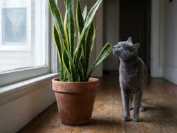 Snake plants