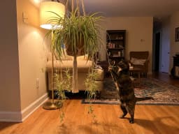 Spider plants
