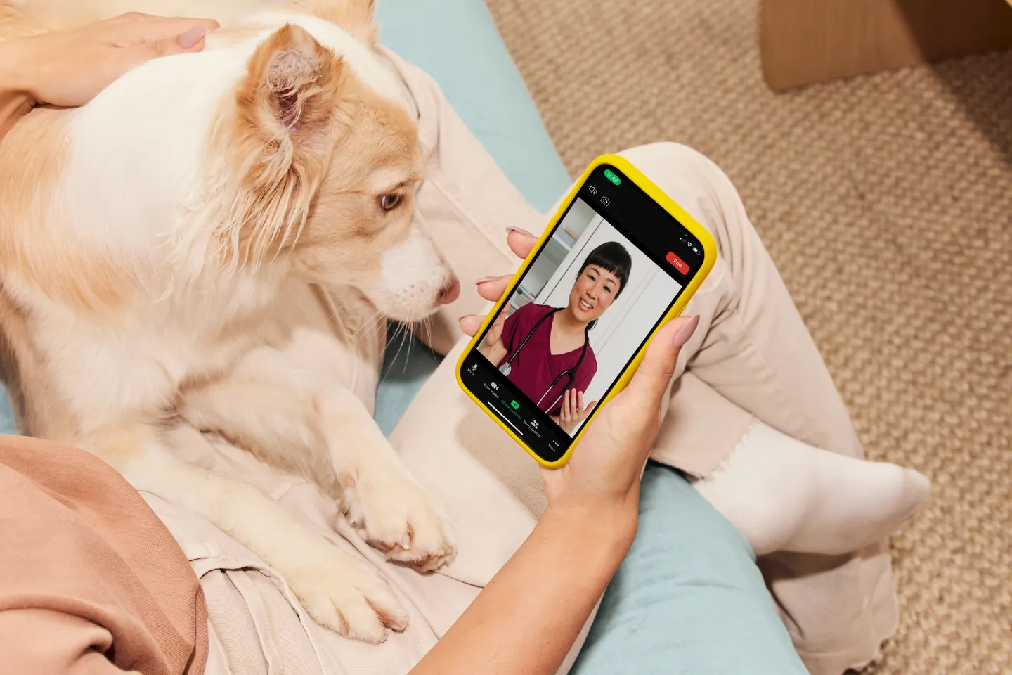 A dog on the couch looking at a phone video call with a veterinarian