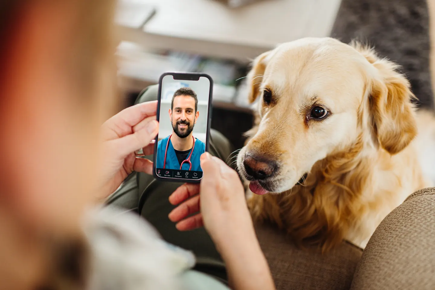 A golden retriever beside its pet parent, who is on a phone video call with a veterinarian