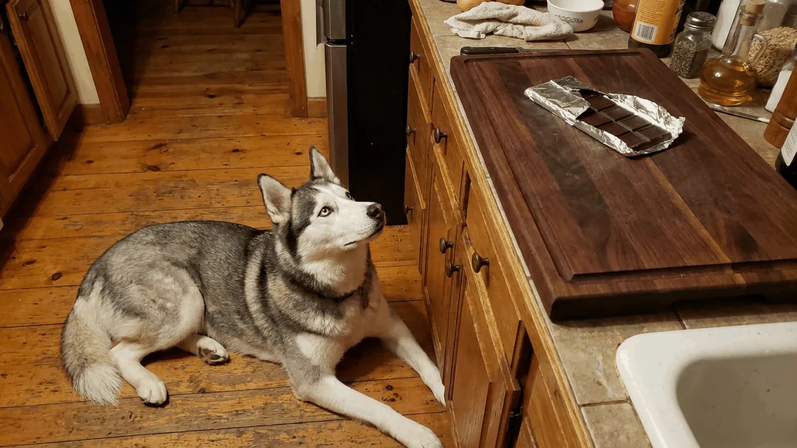 Gray and white Siberian Husky lying on a wooden kitchen floor looking up at a partly unwrapped chocolate bar