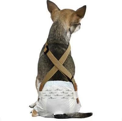 Small dog wearing brown Paw Inspired diaper suspenders over a dog diaper