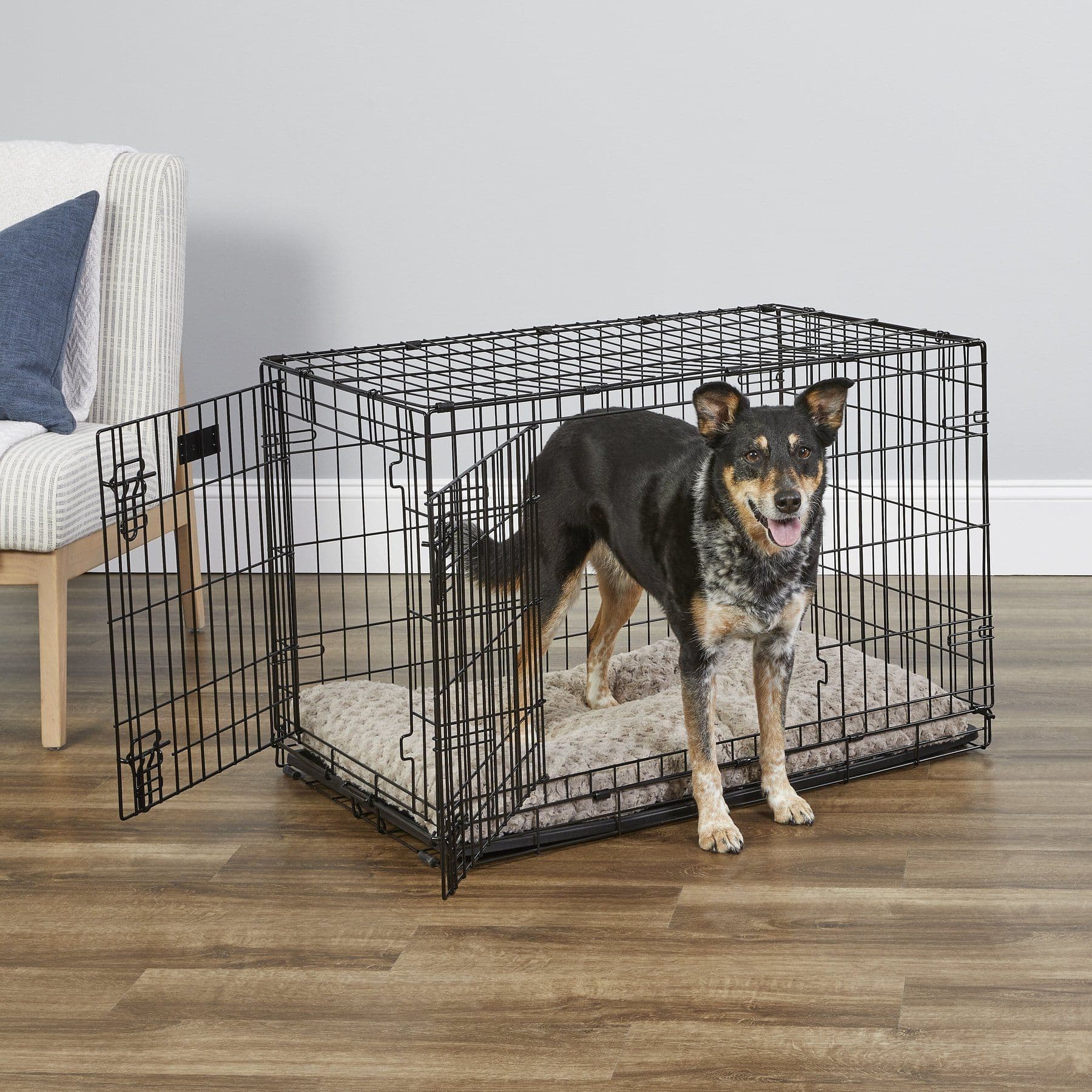 MidWest iCrate black wire dog crate with a dog standing in the open doorway