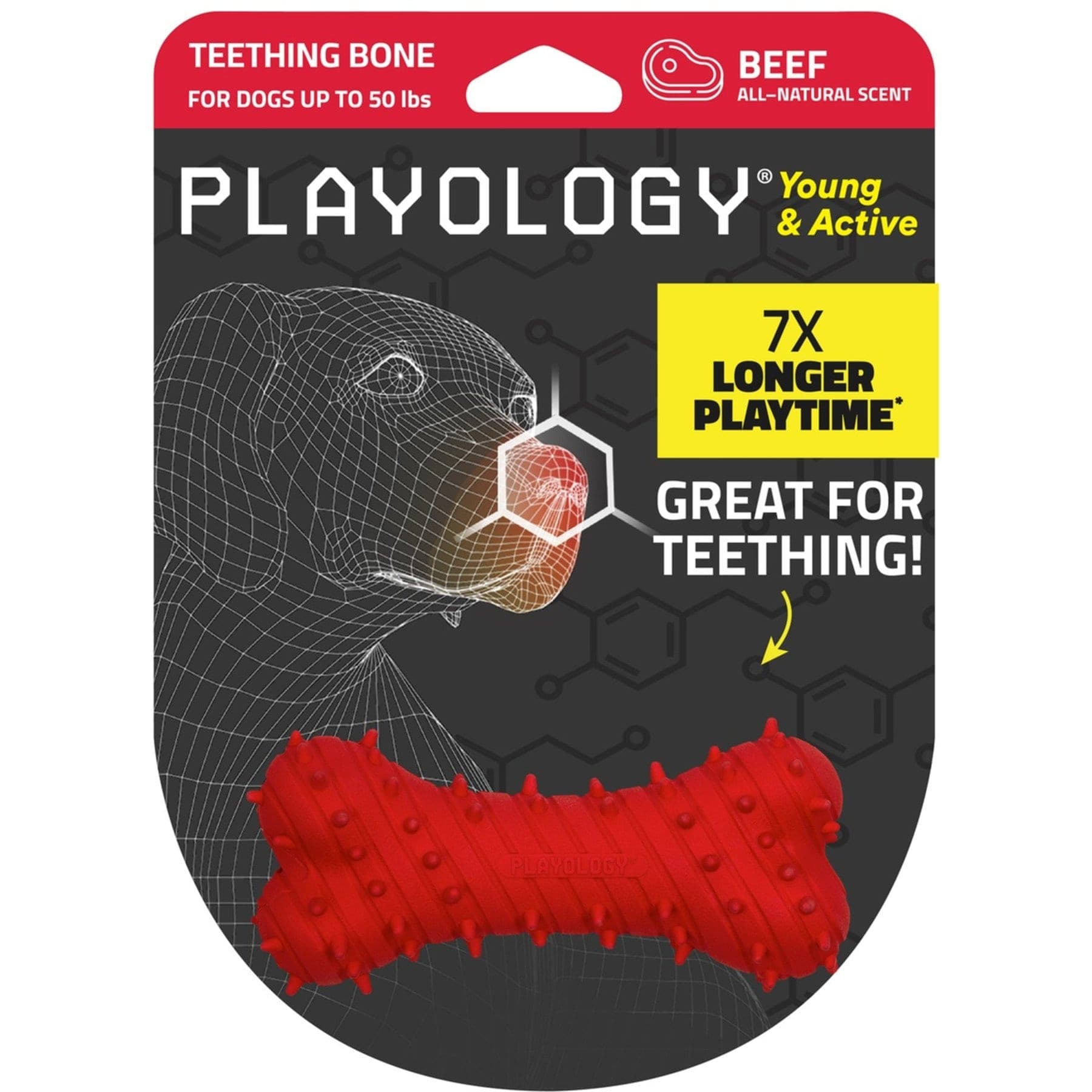 Playology Beef Scented Young & Active Teething Bone Dog Toy, Medium