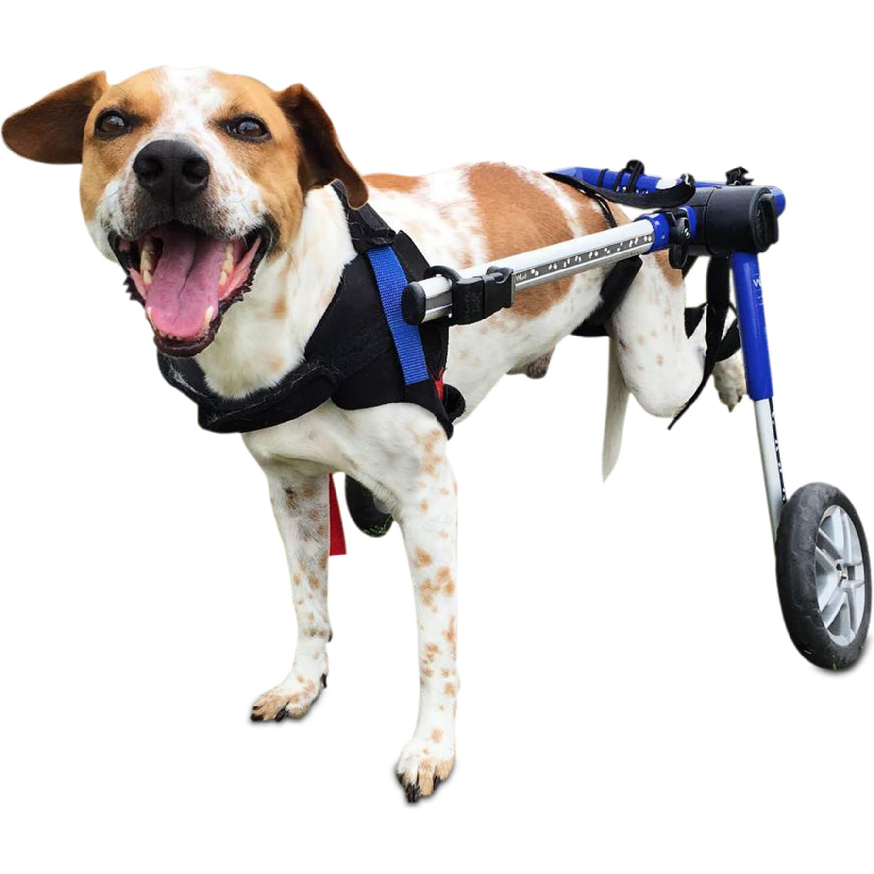 Walkin' Pets Medium Dog Wheelchair, Blue, 26-50 lbs, 15-18" leg