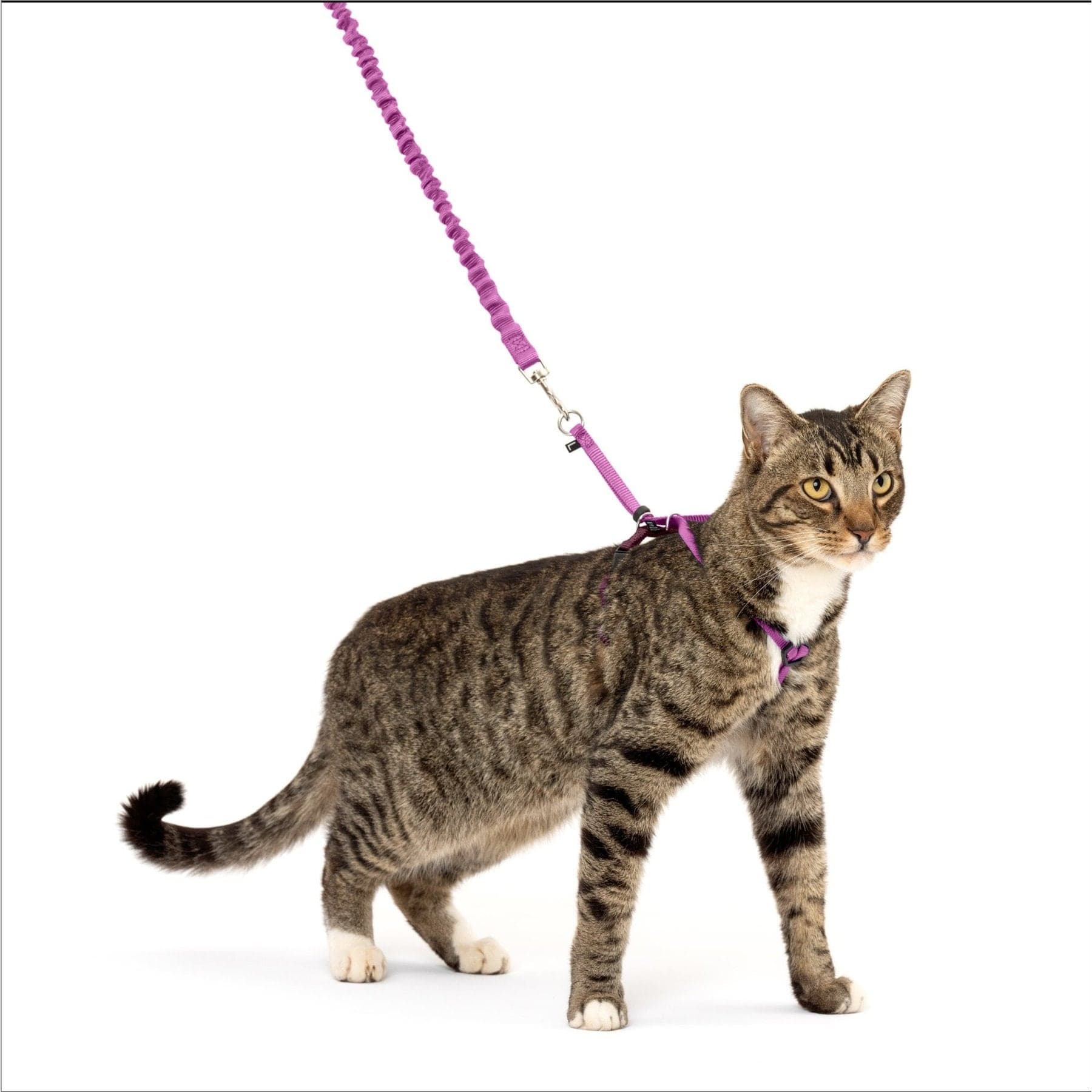 PetSafe Come With Me Kitty Rose & Burgundy Harness & Cat Leash, Large