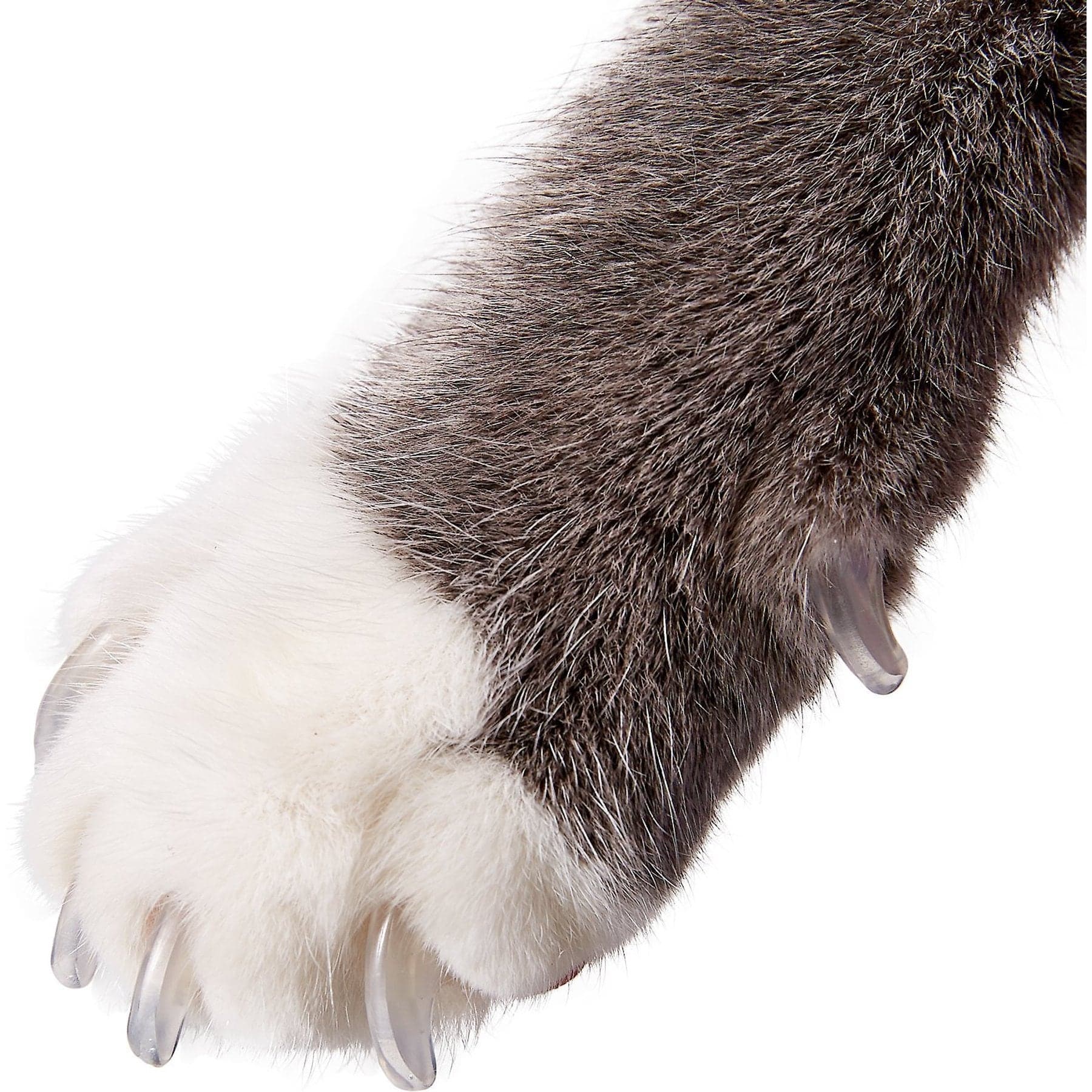 Purrdy Paws Soft Cat Nail Caps, 20 count, Medium, Clear