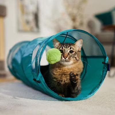 Tabby cat sitting in a teal Frisco foldable mesh play tunnel batting at a green pom-pom toy