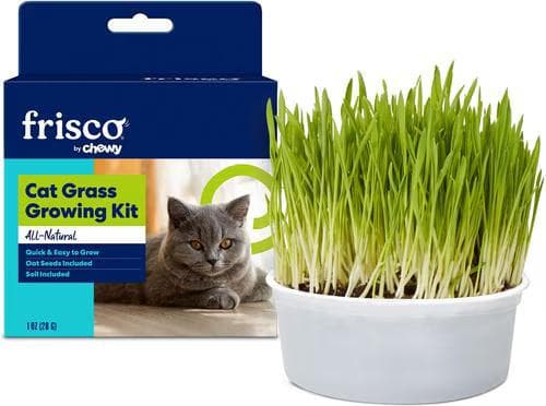 Frisco Natural Cat Grass Growing Kit box with grown cat grass in a white bowl