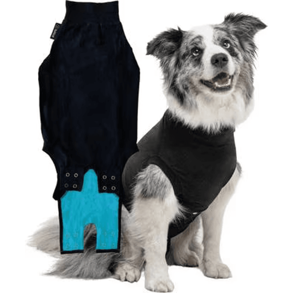 Suitical black full-body recovery suit on a dog, covering the abdomen after surgery