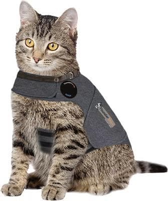 Tabby cat wearing a heather grey ThunderShirt calming anxiety vest