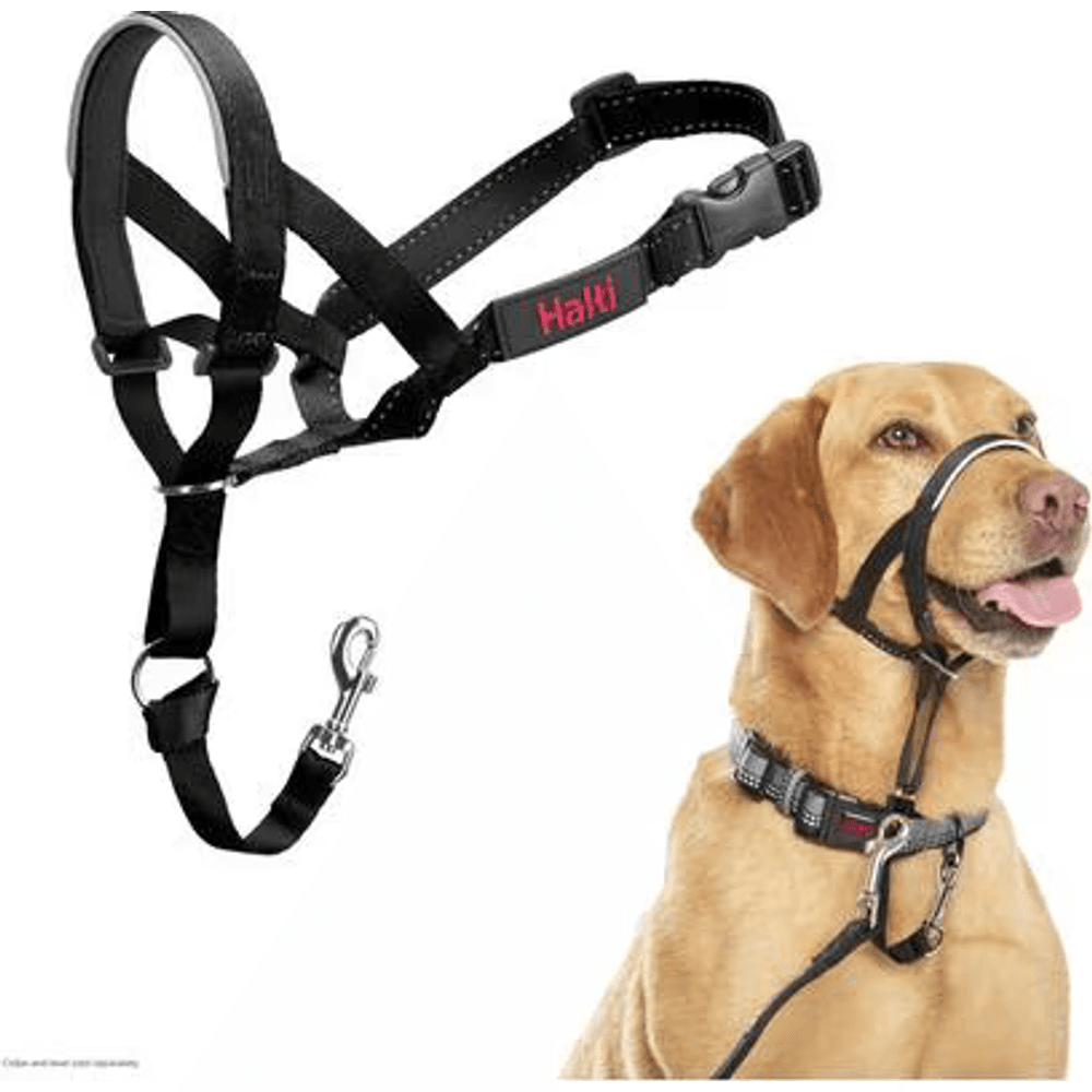 Halti black padded no-pull dog head halter on a yellow Labrador