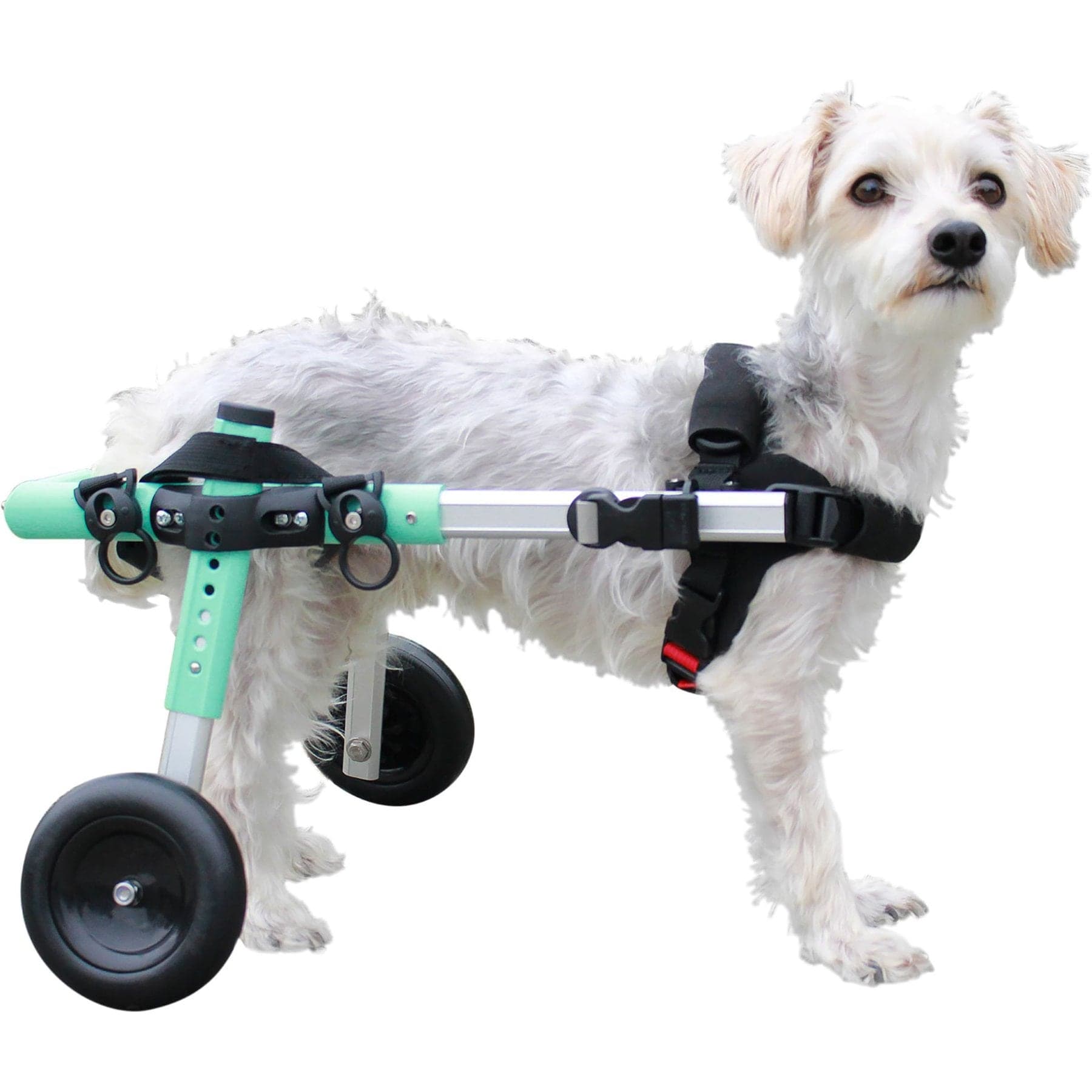 Walkin' Pets Walkin' Wheels Dog Wheelchair, Seafoam, Small: 9 to 13-in rear leg height