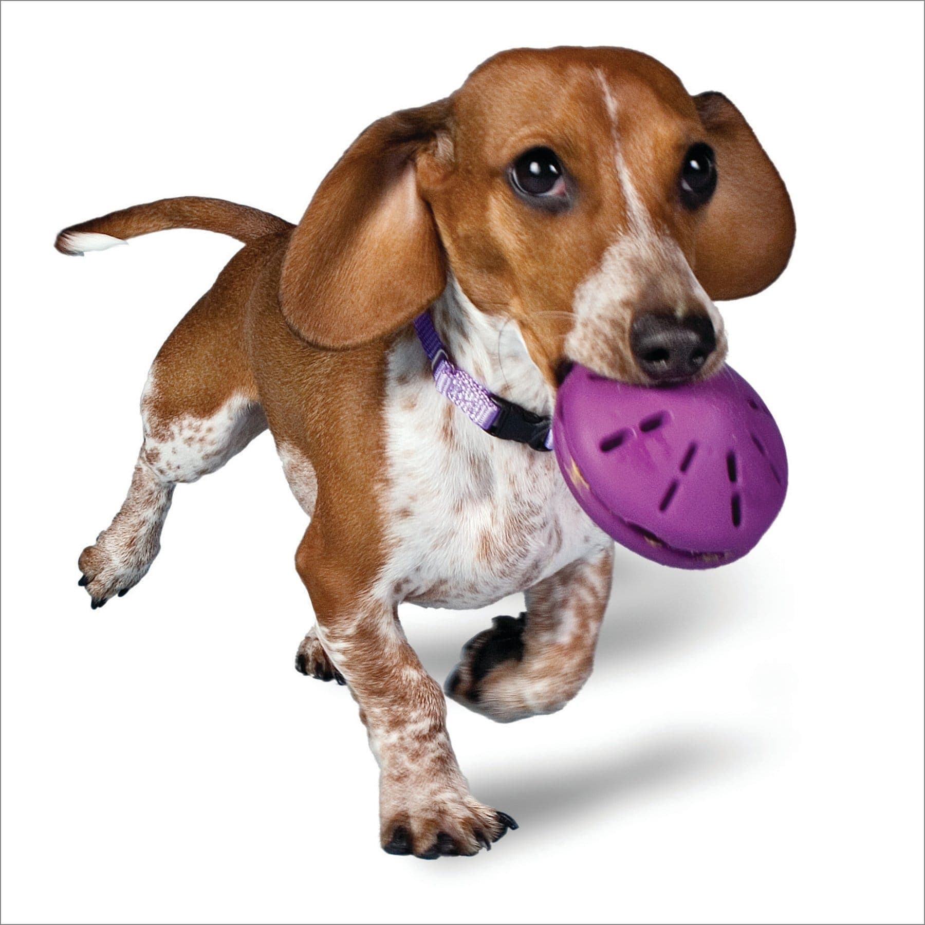 Busy Buddy Twist'n Treat Dog Toy, Small