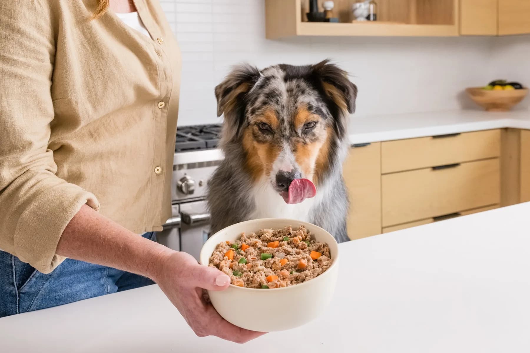An owner holding a full bowl of JustFoodForDogs food in front of an Australian Shepherd.