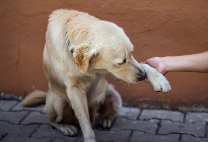 remove cactus needles from your dog with cute dog seen