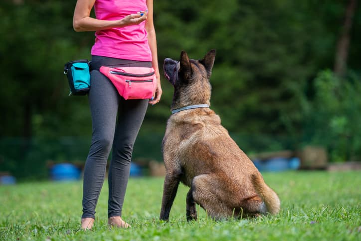 dog trainers vs behaviorist as woman teaches dog